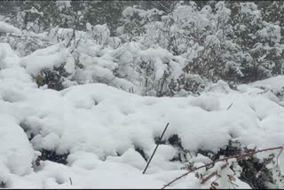 snowfall in Uttarakhand