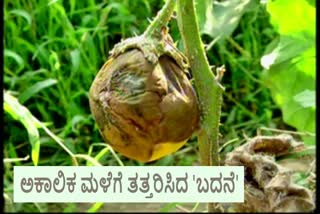 aubergine-crop-damage-in-udupi