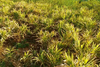 Bakradih village of Giridih dependent on agriculture