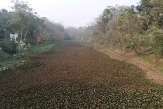 Jamuari River samastipur