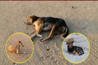 Davanagere metropolitan corporation action against to reduce the number of dogs