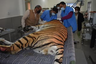 Improved condition of injured tiger in Satpura Tiger Reserve