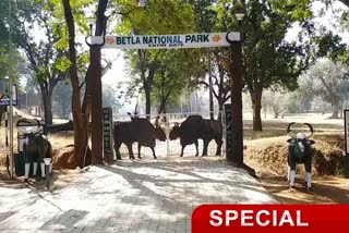 action-will-be-taken-on-giving-junk-food-to-animals-in-palamu-tiger-reserve