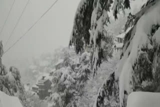 shimla watch video