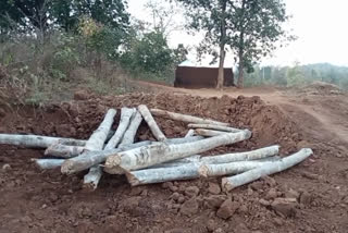 Illegal cutting of forests in Kawardha