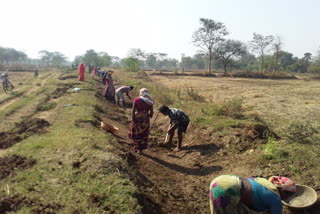 mgnrega