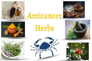 Anticancer Herbs In Ayurveda  ആയുര്‍വേദത്തിലെ അര്‍ബുദ വിരുദ്ധ പച്ചമരുന്നുകള്‍  ഭയാനകമായ രോഗങ്ങളില്‍ ഒന്നാണ് അര്‍ബുദം  അര്‍ബുദം