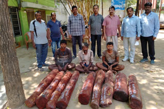 red sandal wood smugglers arrested in seshachalam forest area