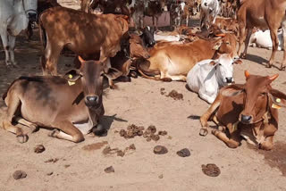 Cow dung wood