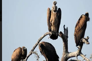 Vultures begin counting