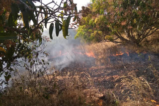 fire-to-16-acre-mango-plantation