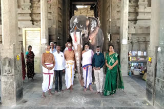 kothai-sent-to-take-aarti-to-elephant-welfare-camp