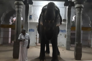 elephant-welfare-camp-mayuranathar-temple-elephant-dispatch