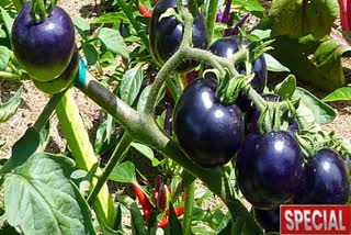 Black tomato is winning hearts in flower show