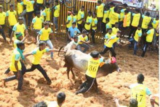 Jallikattu competition held at Thammampatti