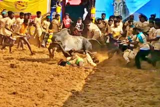 jallikattu