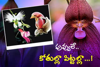 Flowers in different shapes like monkey and huma face