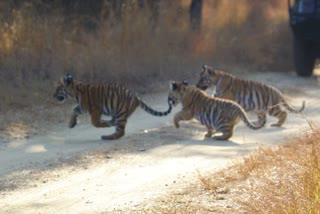 tigress paddev with her five cubs