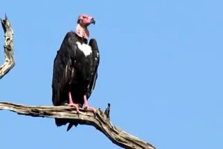 Vulture Count in Bandhavgarh Tiger Reserve