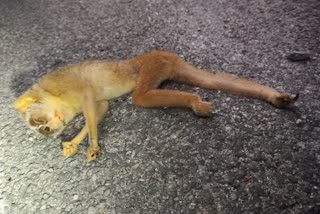 Wild animal death in Udupi