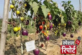 भारतीय सब्जी अनुसंधान संस्थान