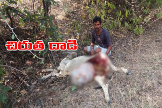 chirutha attack on legadhuda at maddimalla thanda in rajanna sircilla district