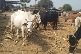 ultimatum-given-to-remove-cowshed