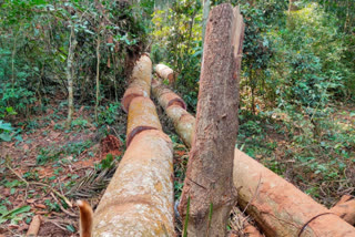 Deforestation at Dihing Patkai