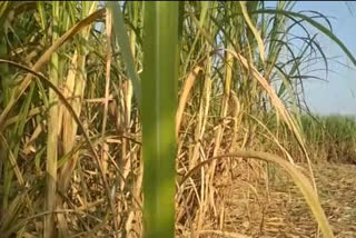51 lakh tonnes sugarcane crushed in in Nanded division