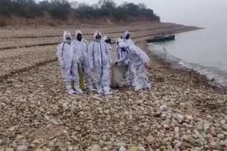 foreign birds in pong dam