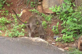 The mother monkey carrying the dead baby monkey: a spectacle