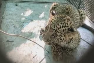 leopard,  madhya pradesh