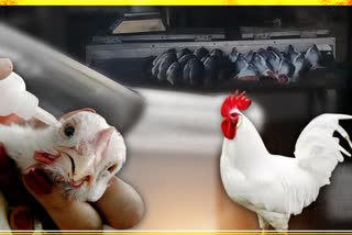 chicken business Himachal news, चिकन कारोबार हिमाचल न्यूज