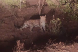Leopard spotted in magarlod forest of Dhamtari