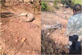 forest department rescues Crocodile