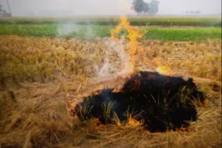 Farmers burn straw in protest of agriculture laws: Ravinder Khaiwal