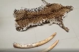 Odisha STF seized leopard skin & elephant tusks, 3 arrest  ഒഡീഷയിൽ എസ്‌ ടിഎഫ്‌ റെയ്‌ഡ്‌  ആനക്കൊമ്പുകളും പുള്ളിപ്പുലിയുടെ തോലും പിടിച്ചെടുത്തു  national news  ദേശിയ വാർത്ത