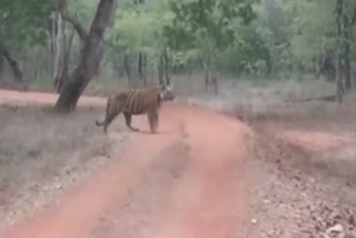 tiger-spot-at-bandhavgarh-tiger-reserve