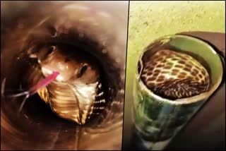 cobra stuck inside a steel pipe at a Petrol Pump in Mayurbhanj
