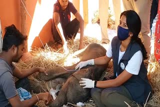 Forest department rescued Sick elephant cubs in Mayurbhanj