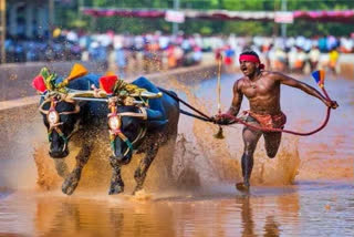 ಕಂಬಳ ವೀರ ಶ್ರೀನಿವಾಸ ಗೌಡ  Kambala veera Shrinivas gowda  Dakshina kannada district news  ದಕ್ಷಿಣ ಕನ್ನಡ ಜಿಲ್ಲೆ ಸುದ್ದಿ  ಕಂಬಳ ಓಟ  Kambal competition in Mangalore  ಮಂಗಳೂರಿನಲ್ಲಿ ಕಂಬಳ ಸ್ಪರ್ಧೆ  ಯುವ ಕಂಬಳ ಓಟಗಾರ ವಿಶ್ವನಾಥ ಬೈಂದೂರು  ಯುವ ಕಂಬಳ ಓಟಗಾರ ವಿಶ್ವನಾಥ ಬೈಂದೂರು ದಾಖಲೆ  ​kambala race in mangalore  srinivas-gowda breaks his own record in kambala