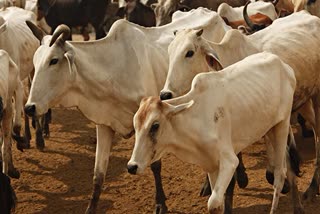 as_ghy_delhi-advocate-issued-complain-to-ban-illegal-cattle-slaughtering-in-assam_vis_7209319