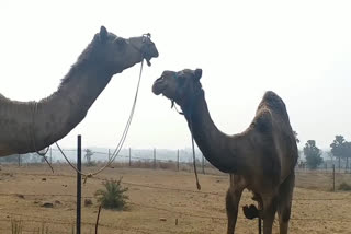 seized-camel-died-due-to-illness-in-pakur