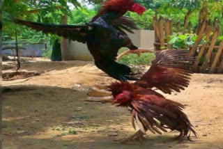 Cock Fight  കോഴിപ്പോര്  തെലുങ്കാനയിൽ 2 പേർ പിടിയിൽ  cock fight telangana