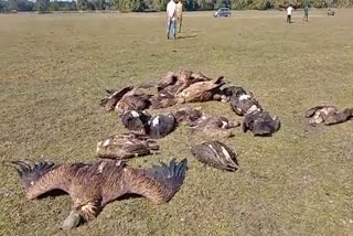 sadiya vulture rescued