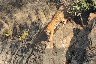 Tigress T-60 spotted with a cub, Ranthambore news, Tigress T-60 news, Ranthambore Tiger Project news, रणथम्भोर बाघ परियोजना खबर, रणथंभोर में बाघिन टी-60