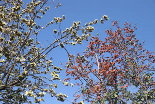 Medicinal plants are still present in the Satpura plaintiffs