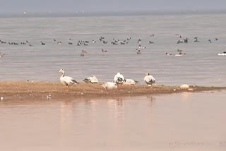 Ban on Pong Dam lifted due to the death of foreign birds