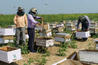 bee-keeping-business