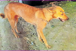 Sharp thorns of the hedgehog pierced on street dog  street dog in Kozhikode  കൂർത്ത മുള്ളുകൾ തറച്ച തെരുവുനായ  കോഴിക്കോടിന്‍റെ കൂർത്ത മുള്ളുകൾ തറച്ച തെരുവുനായ